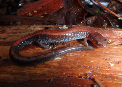 Southern Red-backed Salamander 