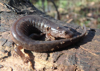 Spotted Dusky Salamander