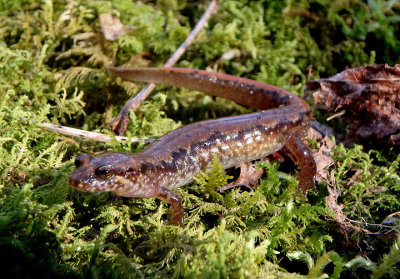 Spotted Dusky Salamander