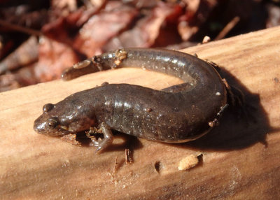 Spotted Dusky Salamander