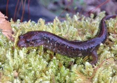 Spotted Dusky Salamander