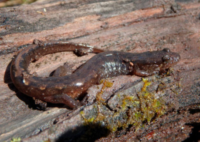 Spotted Dusky Salamander