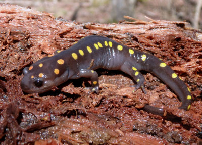 Spotted Salamander 