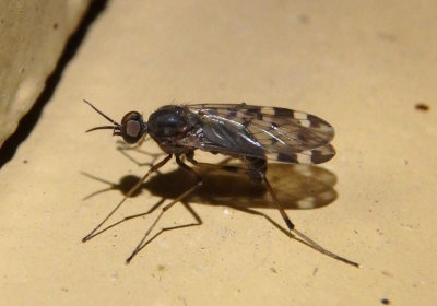 Sylvicola alternatus; Wood Gnat species