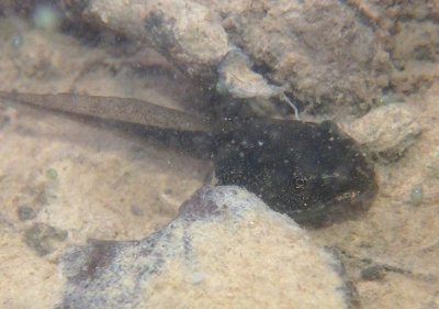 Upland Chorus Frog tadpole 