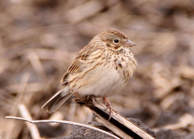 Vesper Sparrow