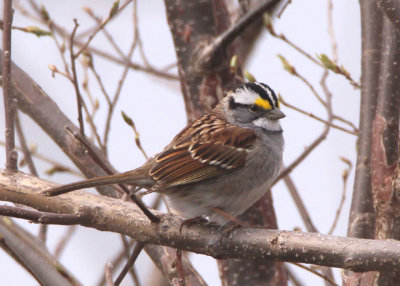 White-throated Sparrow