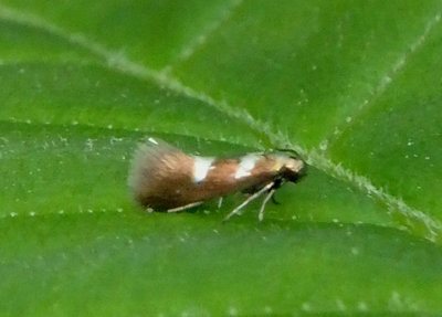 0230 - Heliozela aesella; Shield Bearer Moth species