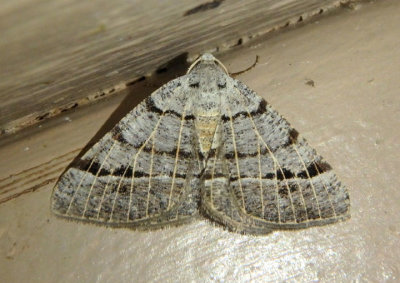6419 - Isturgia dislocaria; Pale-veined Isturgia Moth 