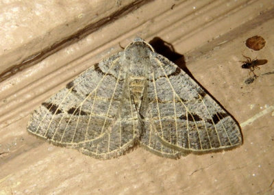 6419 - Isturgia dislocaria; Pale-veined Isturgia Moth