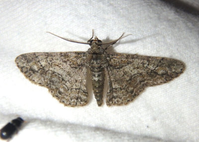 6594 - Cleora sublunaria; Double-lined Gray Moth