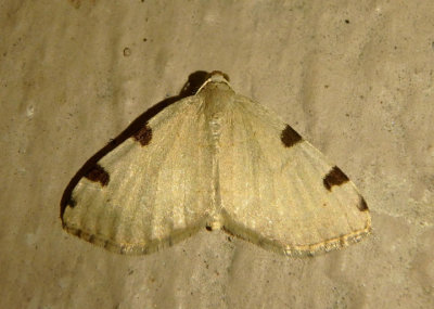 7647 - Heterophleps triguttaria; Three-spotted Fillip