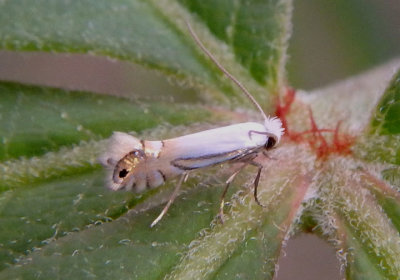 0733 - Phyllonorycter argentifimbriella; Leaf Blotch Miner Moth species
