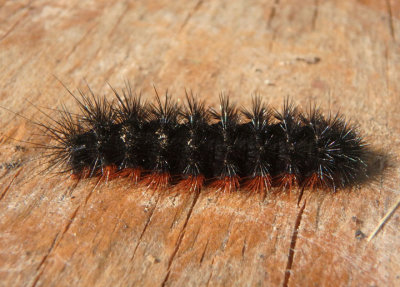 8175 - Apantesis virguncula; Little Virgin Tiger Moth caterpillar