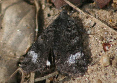 8597 - Litocala sexsignata; Litocala Moth