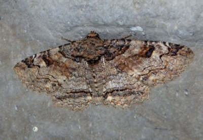 8698 - Zale phaeocapna; Zale Moth species
