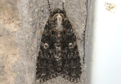 9254 - Acronicta afflicta; Afflicted Dagger Moth