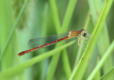 Amphiagrion intermediate; Red Damsel; female