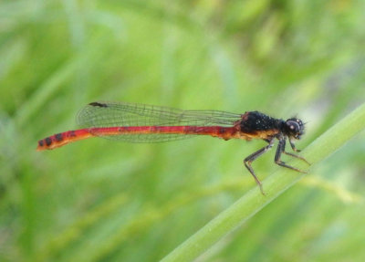 Amphiagrion intermediate; Red Damsel; male