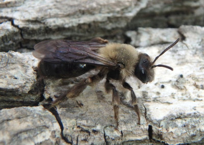 Andrena carlini/regularis Miner Bee species complex; female