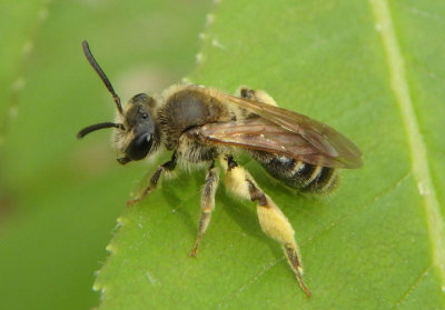 Andrena wilkella; Miner Bee species; exotic