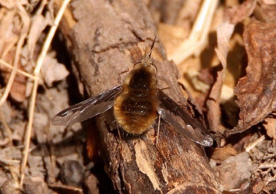 Bombylius major; Greater Bee Fly