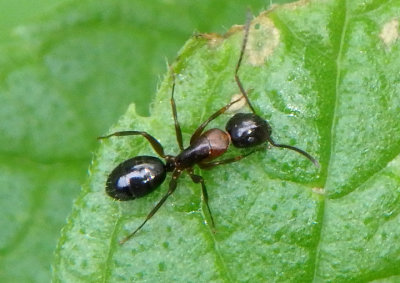 Camponotus Carpenter Ant species