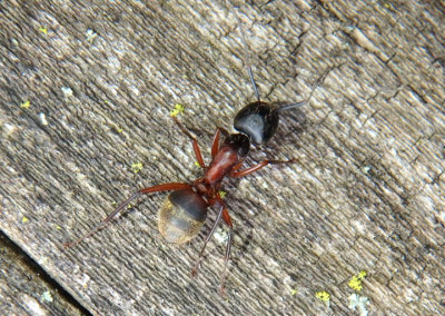 Camponotus chromaiodes; Ferruginous Carpenter Ant