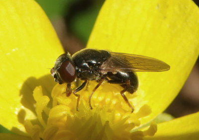 Cheilosia Syrphid Fly species; female