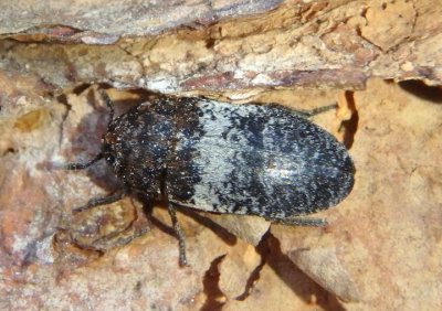 Dermestes fasciatus; Carpet Beetle species