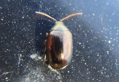 Dibolia Flea Beetle species