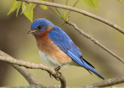 Eastern Bluebird; male