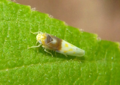 Eratoneura basilaris; Leafhopper species 