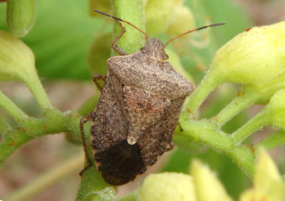 Euschistus servus; Brown Stink Bug