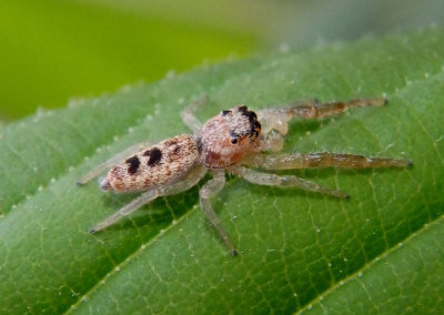 Hentzia palmarum; Jumping Spider species