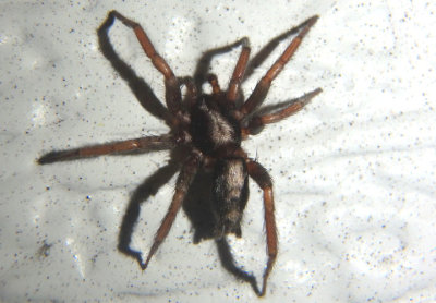 Herpyllus ecclesiasticus; Eastern Parson Spider