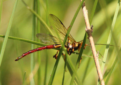 Megarhyssa atrata; Black Giant Ichneumonid Wasp; male