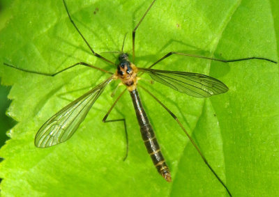 Liogma nodicornis; Cylindromtomid Crane Fly species