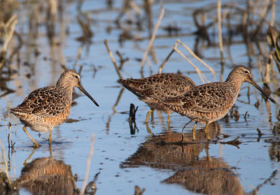 Long-billed Dowitchers; breeding