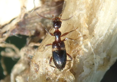 Malporus formicarius; Antlike Flower Beetle species