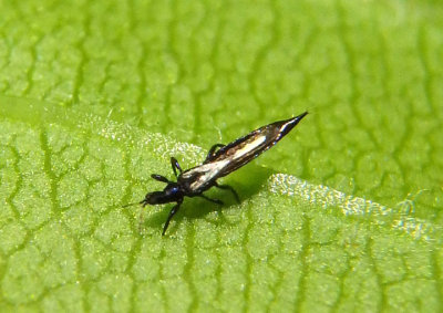 Phlaeothripidae Tube-tailed Thrips species