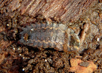 Photuris Firefly species larva
