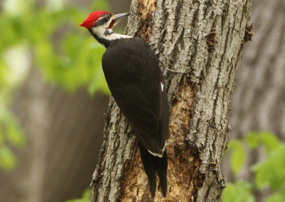 Pileated Woodpecker; male 