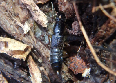 Cryptobiina Rove Beetle species