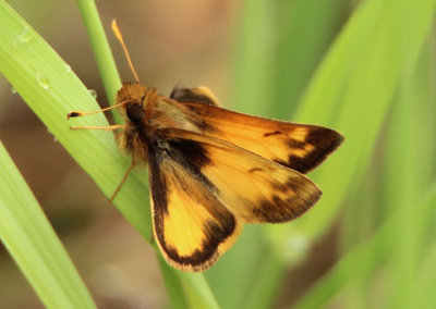 Poanes zabulon; Zabulon Skipper; male