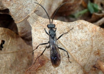 Pompilidae Spider Wasp species; male