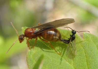 Prenolepis imparis; False Honey Ant pair