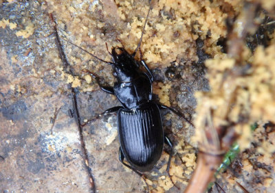 Lophoglossus Woodland Ground Beetle species