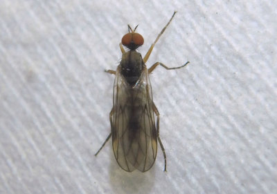 Rhamphomyia Dance Fly species; male