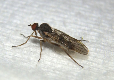 Rhamphomyia Dance Fly species; male